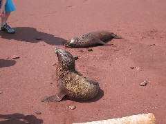 Sea Lion; Rabida Galapagos Islands Ecuador South America Trips