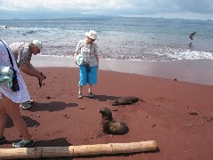 Ruth Dorrough; Jack Stormo; Sea Lions; Rabida Ecuador South America Trips