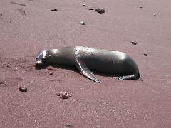 Sea Lion; Rabida Galapagos Islands Ecuador South America Trips