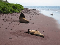 Sea Lion; Rabida Galapagos Islands Ecuador South America Trips