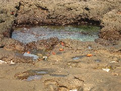 Ecuador South America Trips crabs