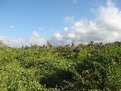 Darwin Center Galapagos Islands Ecuador South America Trips