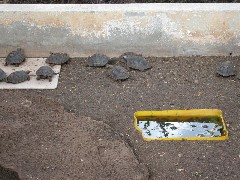 baby Giant Turtle; Darwin Center Ecuador South America Trips