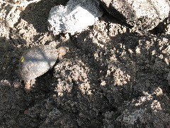 baby Giant Turtle; Darwin Center Ecuador South America Trips
