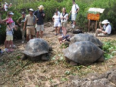 Giant Turtle; Darwin Center Ecuador South America Trips