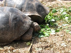 Giant Turtle; Galapagos Islands Darwin Center Ecuador South America Trips