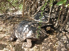 Giant Turtle; Darwin Center Galapagos Islands Ecuador South America Trips