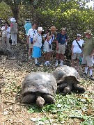 Giant Turtle; Darwin Center Ecuador South America Trips