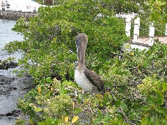 Pelican; Galapagos Islands Ecuador South America Trips