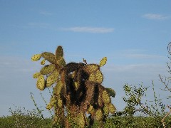 Galapagos Islands Ecuador South America Trips Cactus;