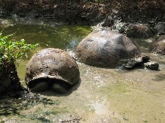 Giant Turtle; Tortoises Wild Galapagos Islands Ecuador South America Trips
