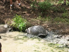 Giant Turtle; Tortoises Wild Galapagos Islands Ecuador South America Trips