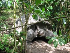 Giant Turtle; Tortoises Wild Galapagos Islands Ecuador South America Trips