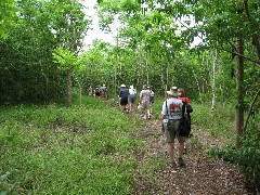 Tortoises Wild Ecuador South America Trips