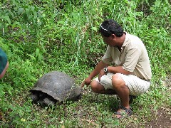 Diego Escobar; Giant Turtle; Tortoises Wild Ecuador South America Trips