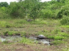 Wild Giant Turtle; Tortoises Galapagos Islands Ecuador South America Trips