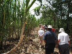 Sugar Cane Coffee Plantation Ecuador South America Trips