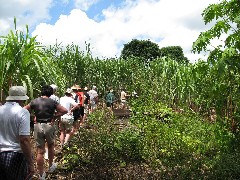 Sugar Cane Coffee Plantation Ecuador South America Trips