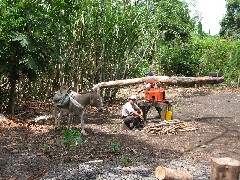 Sugar Cane Coffee Plantation Ecuador South America Trips donkee mule
