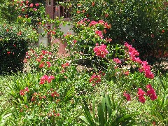 Miramar Ecuador South America Trips flowers