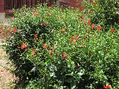 Miramar Ecuador South America Trips flowers