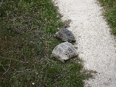 Trips; Turkey; turtles; Cappadocia; Love Valley