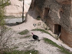 Trips; Turkey; Cappadocia