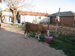 Trips; Turkey; cow; Home Visit
