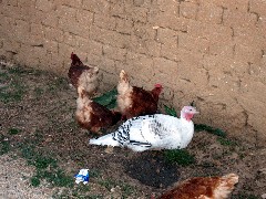 Trips; Turkey; chickens; Home Visit