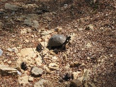 Trips; Turkey; turtle