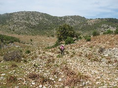 Trips; Turkey; Cheryl Whitehall;