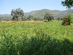 Trips; Turkey; poppy flowers