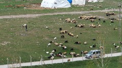sheep; Van Kalesi Fortress