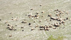 sheep; Turkey; Cavustepe Fortress