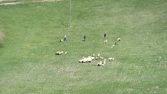 sheep; Turkey; Cavustepe Fortress