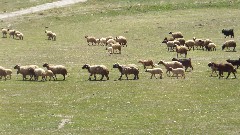sheep; Turkey; Cavustepe Fortress
