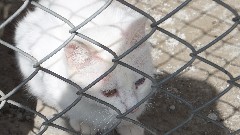 Turkey; Van Cats