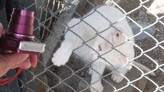 Turkey; Van Cats