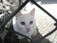 Turkey; Van Cats