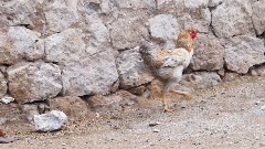 chicken; Turkey; Soganli Valley