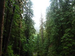 Washington State; Olympia National Park