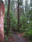 Washington State; Olympic National Park; rotated