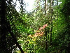 Flowers; Washington State; Olympic National Park