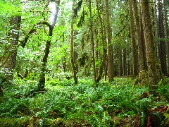 Washington State; Olympic National Park
