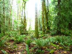 Washington State; Olympic National Park