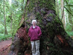 Ruth Bennett McDougal Dorrough; Washington State; Olympic National Park; giant tree
