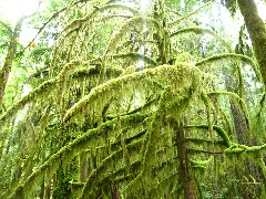 Washington State; Olympic National Park