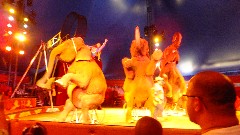 elephants; Ringling Circus World Baraboo, WI