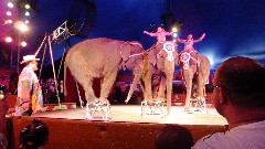 elephants; Ringling Circus World Baraboo, WI