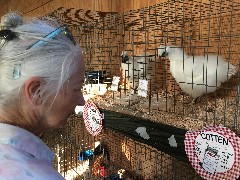 Ruth Bennett McDougal Dorrough; chicken; Langlade County Fairgrounds; Antigo, MI